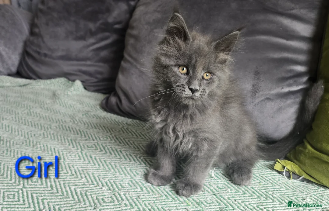 Maine Coon cats for sale: Maine coon kittens  - Advert 2