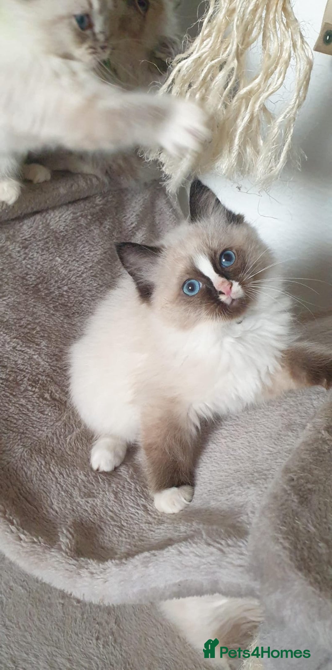 Ragdoll cats for sale: Stunning GCCF Registered Ragdoll Kittens. - Advert 23