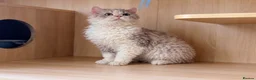 Selkirk Rex cats for sale: Beautiful litter of longhair Selkirk Rex kittens - Advert 14