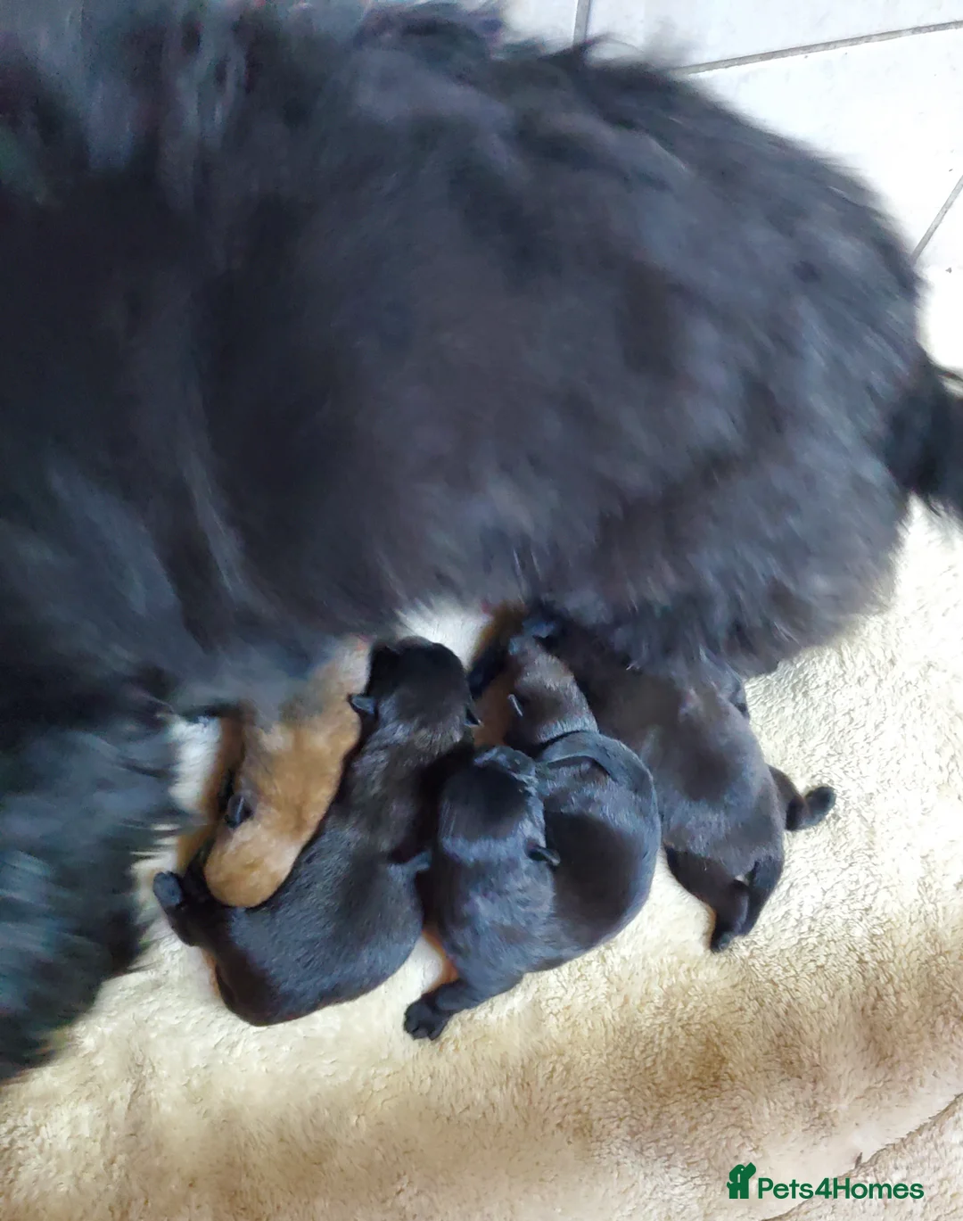 Mixed Breed dogs for sale: Beautiful Miss-hap litter - Advert 25