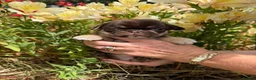 Pug dogs for sale: Coloured Pug Puppies For Sale in Holsworthy - Advert 5