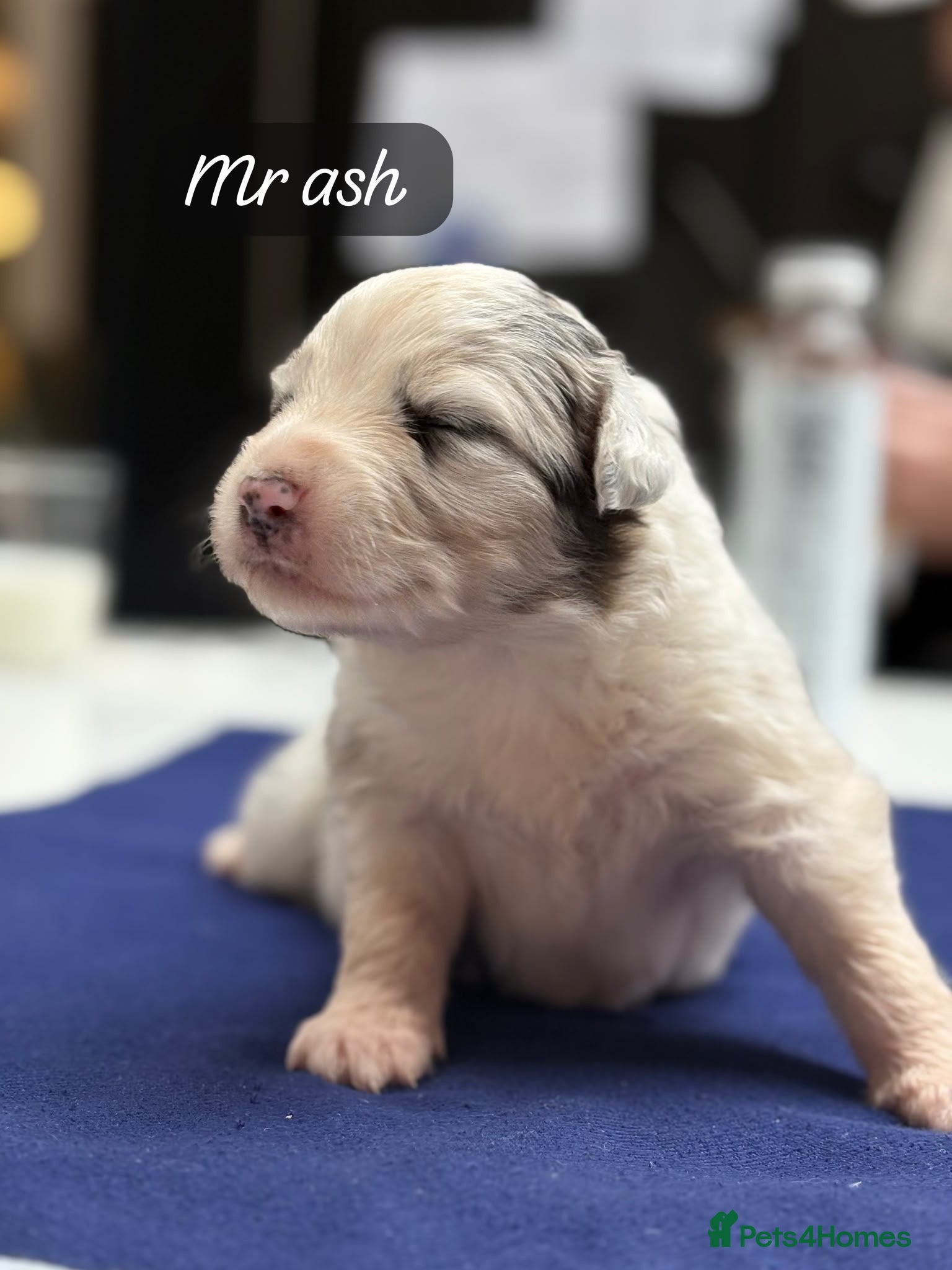 Australian Shepherd dogs Outstanding Merle/Black Tri KC Reg Puppies  - Advert 4