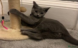 Russian Blue cats for sale: Russian Blue Kittens - Image 2