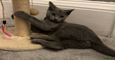 Russian Blue cats - Advert 15
