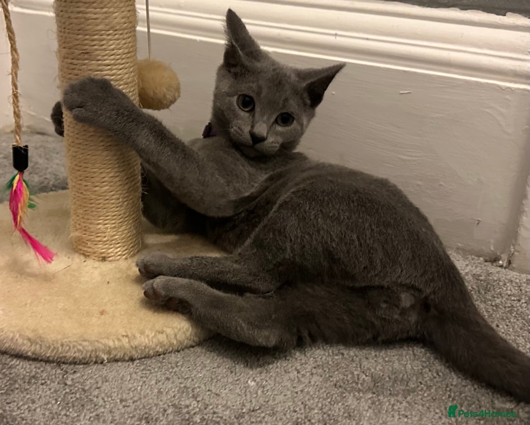 Russian Blue cats for sale: Russian Blue Kittens - Image 2