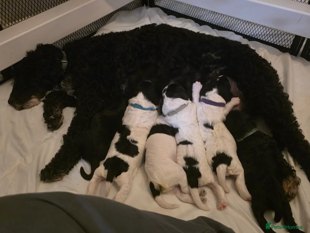 Cockapoo dogs for sale: Cockapoo puppies - Advert 1