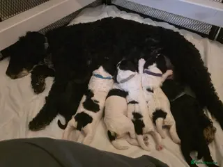 Cockapoo dogs Cockapoo puppies - Advert 1