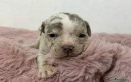 Olde English Bulldogge dogs for sale: Old English Bulldog PUPPIES 👀‼️ - Image 25