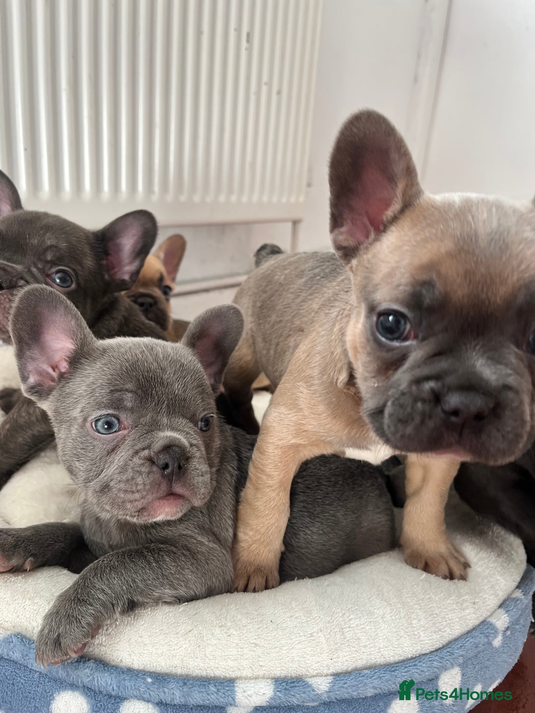 French Bulldog dogs for sale: Beautiful frenchies for sale  - Advert 3