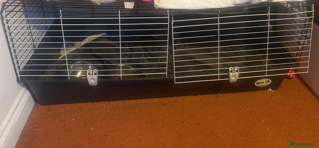 Ferret rodents for sale: Friendly cute ferret looking for a good home  - Advert 6