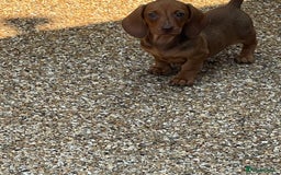 Miniature Dachshund dogs for sale: Fully vaccinated and ready TO GO,kc reg pra clear in Warrington - Image 9