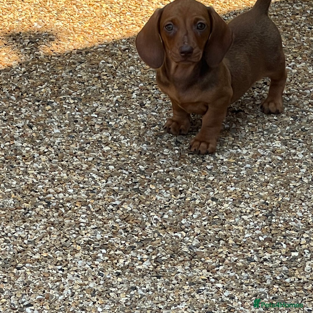 Miniature Dachshund dogs for sale: Fully vaccinated and ready TO GO,kc reg pra clear in Warrington - Image 9