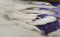 Samoyed dogs for sale: Top Quality KC Fully Health Tested Samoyed Puppies - Image 3