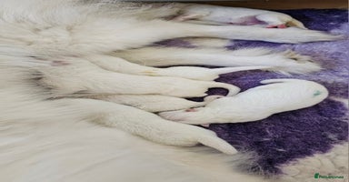 Samoyed dogs - Advert 11