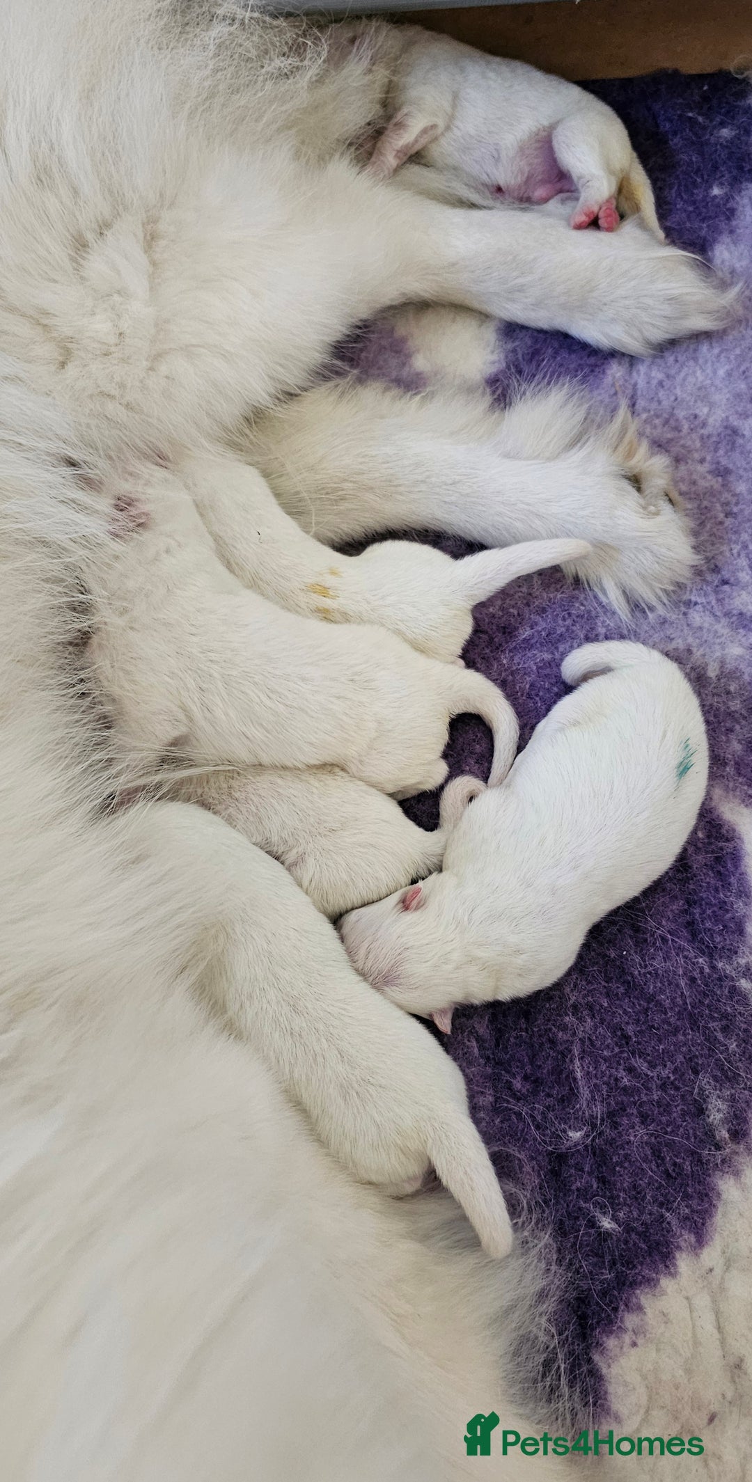 Samoyed dogs for sale: Top Quality KC Fully Health Tested Samoyed Puppies - Image 3