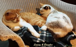 Mixed Breed cats for sale: Beautiful part siamese kittens  - Image 10
