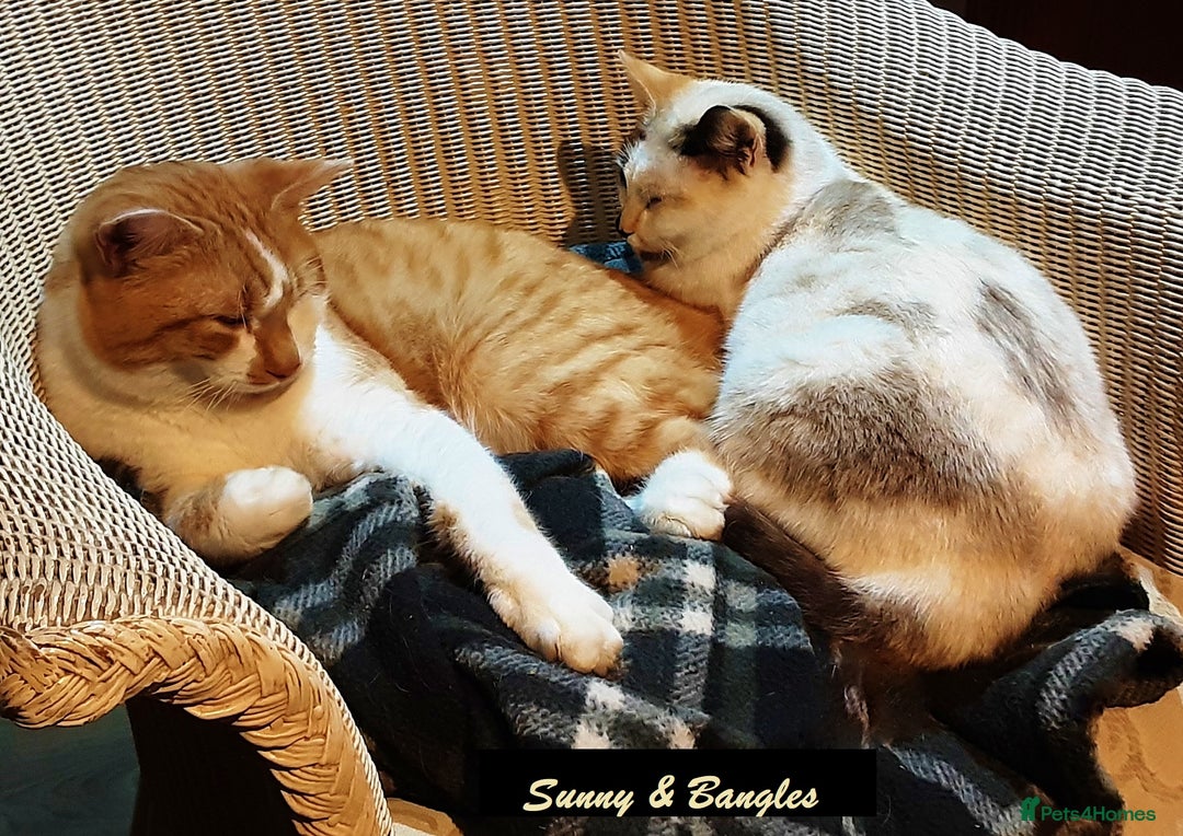 Mixed Breed cats for sale: Beautiful part siamese kittens  - Image 10