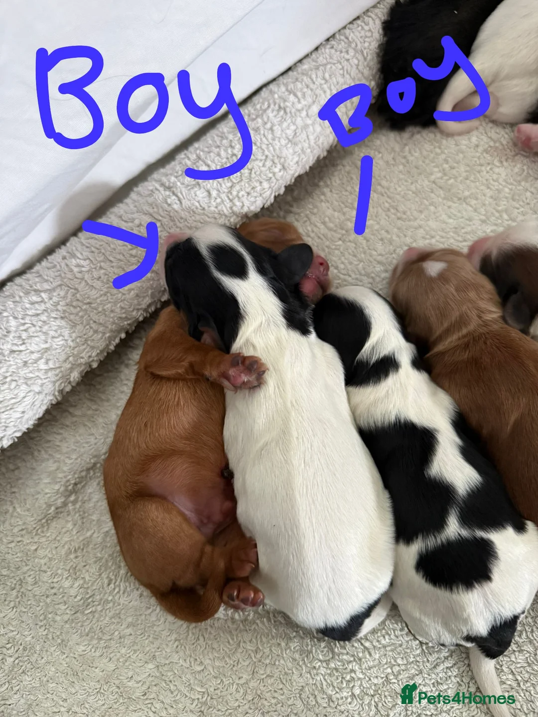 Mixed Breed dogs for sale: Beautiful cocker spaniel & Cavapoo puppies  in Bingley - Advert 12