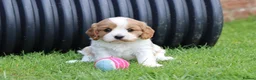 Cavachon dogs for sale: Beautiful Cavachon puppies for sale - Advert 17