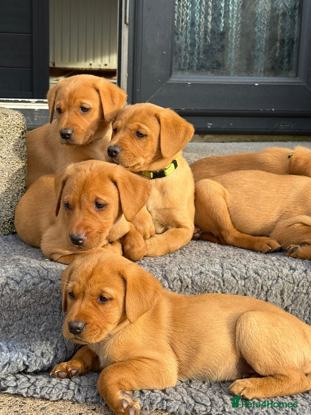 Labrador Retriever dogs for sale: Gorgeous KC Fox Red Labs - Image 1