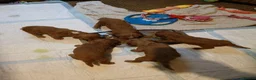 Cockapoo dogs for sale: 2 males and 1 female cockapoo pups  - Advert 1