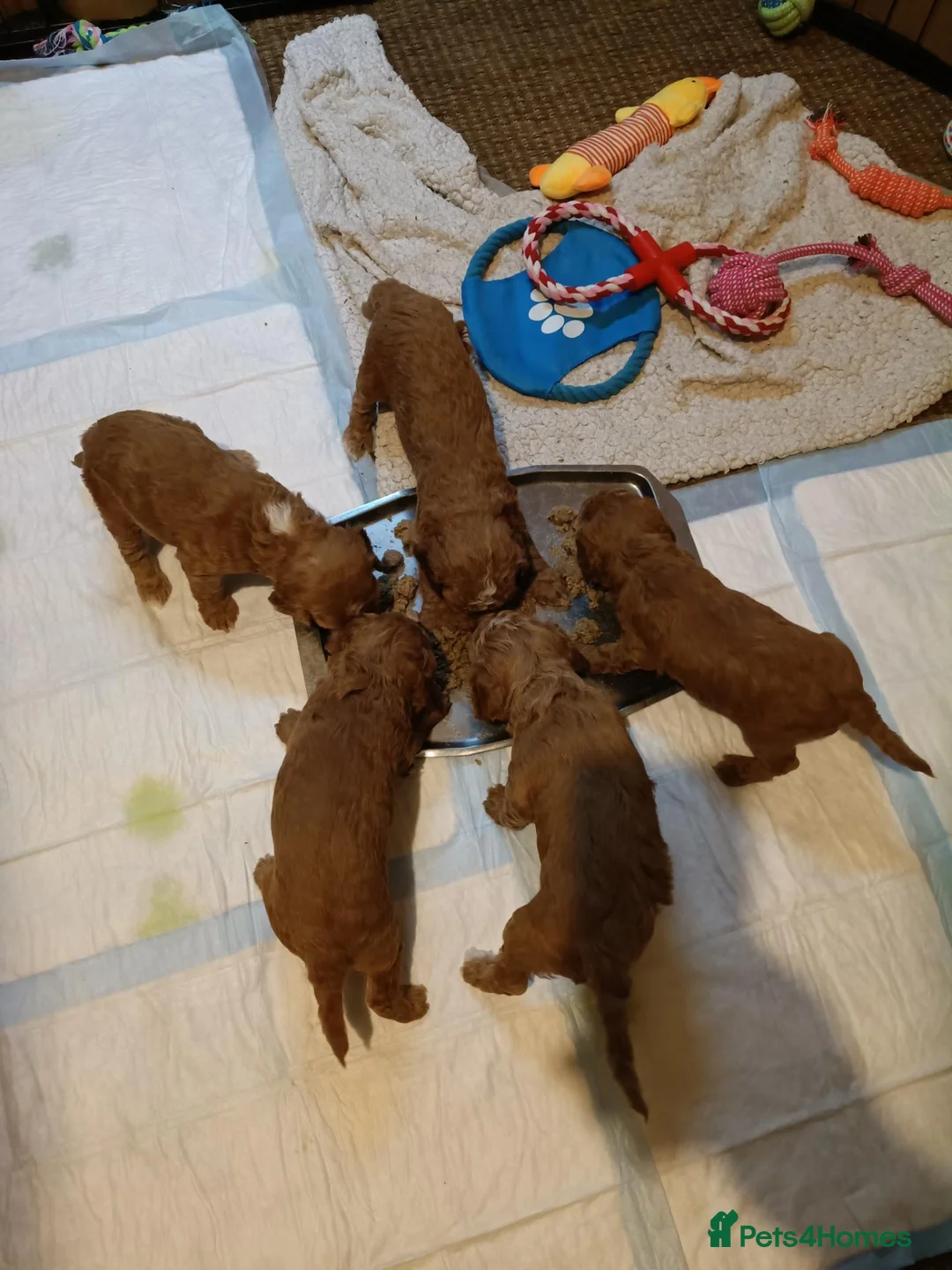 Cockapoo dogs for sale: 2 males and 1 female cockapoo pups  - Advert 1