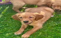 Golden Retriever dogs for sale: Ready to leave Working deep (red) puppies - Image 11