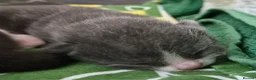 Mixed Breed cats for sale: 2 Girl Kittens For Sale in Weston-super-Mare - Advert 8