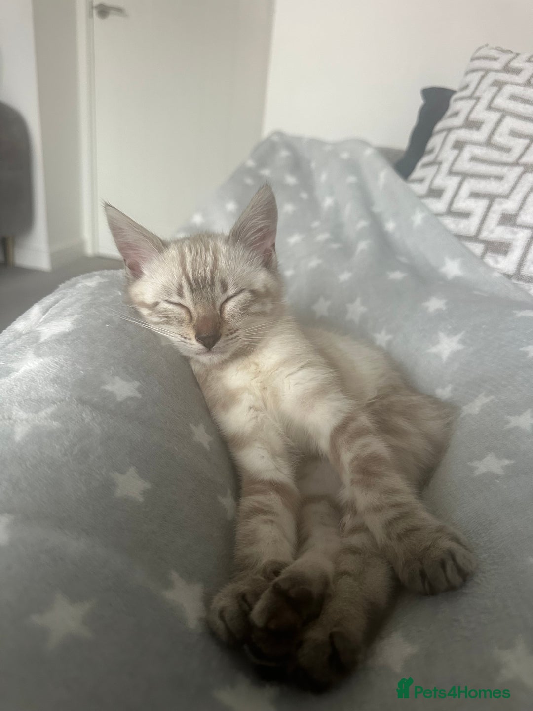 Bengal cats for sale: Snow Bengal kitten  - Advert 4