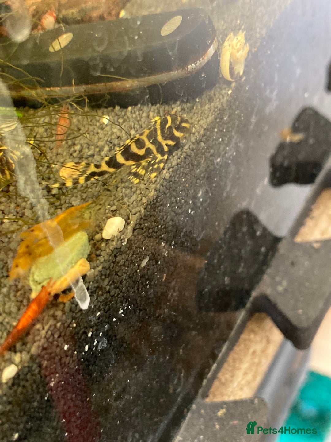 Plecos fish for sale: L333 Goldlines 1” Pleco - Advert 3