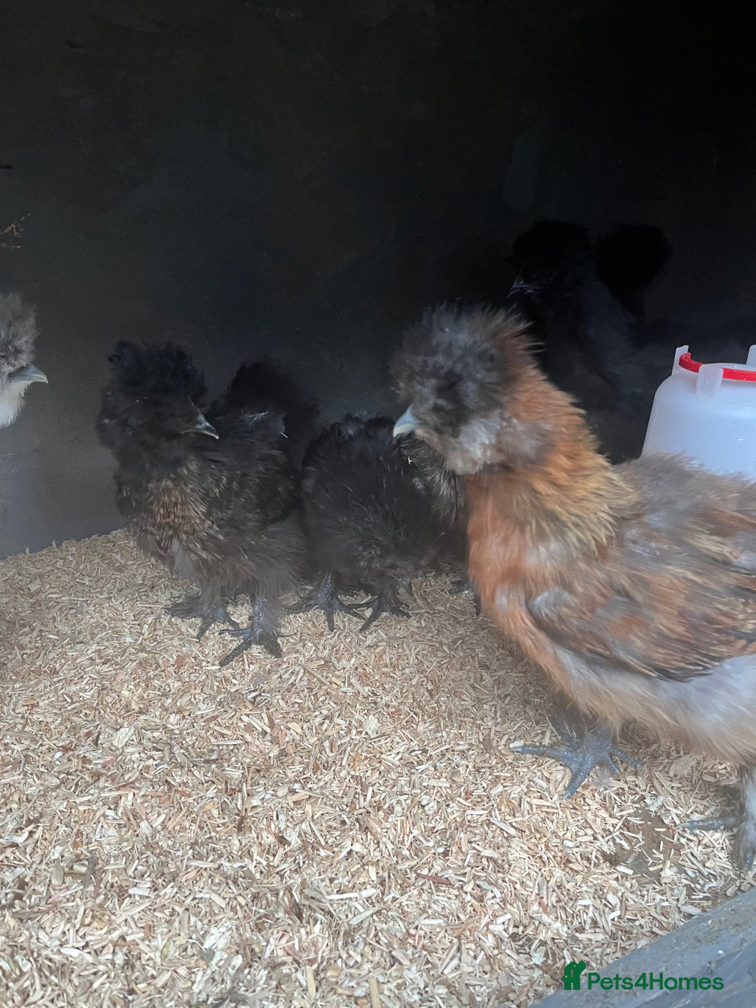 Mixed Breed poultry for sale: Indian runner ducklings and Silkies  - Advert 8