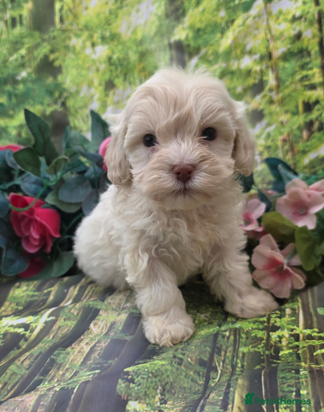 Shihpoo dogs for sale: F1 TOY SHIHPOO puppies, platinum choc champagne - Image 14