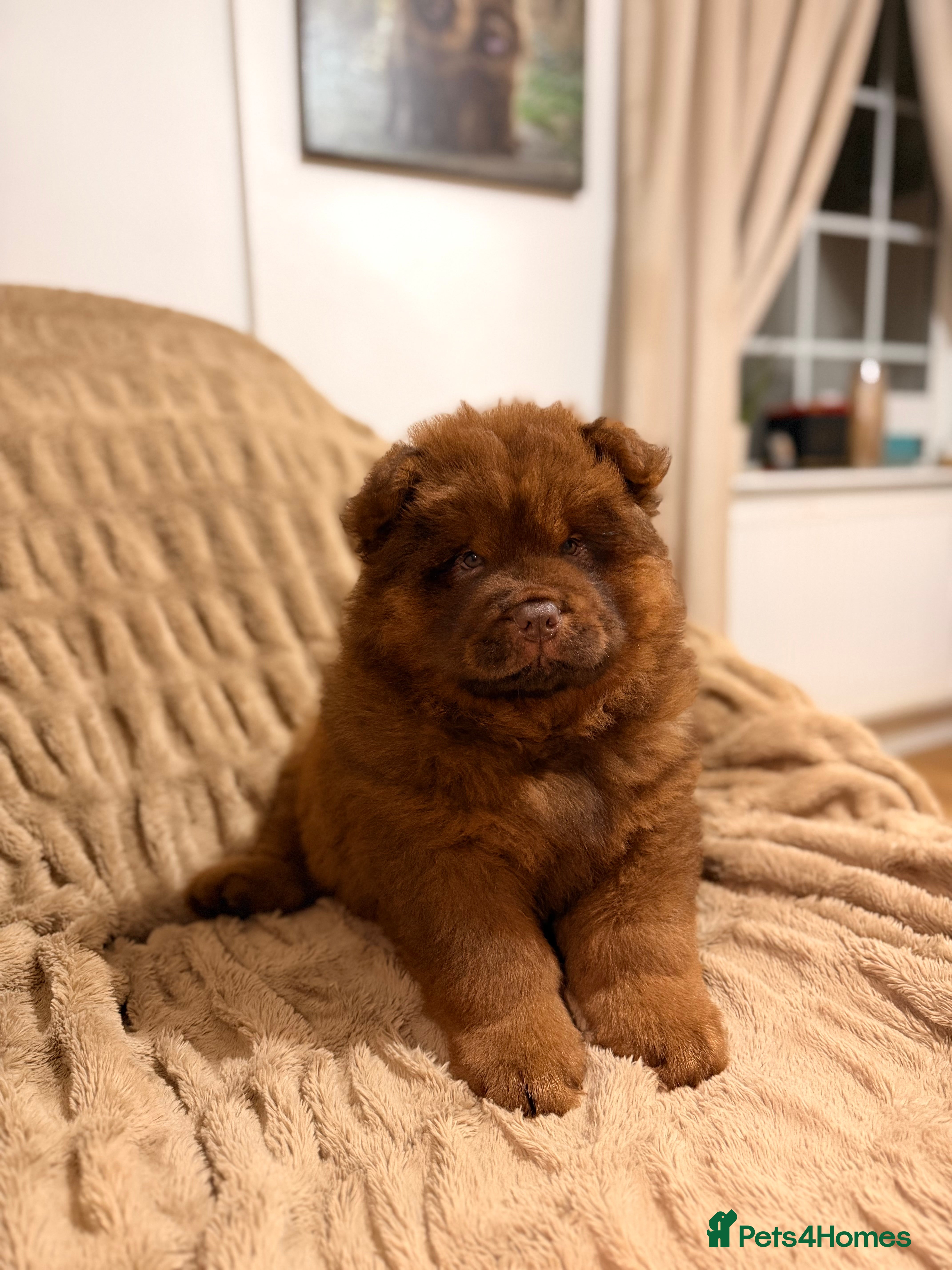 Chow Chow dogs Beautiful chow litter KC registered 🧬💜🍫 - Advert 12