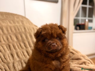 Chow Chow dogs Beautiful chow litter KC registered 🧬💜🍫 - Advert 12