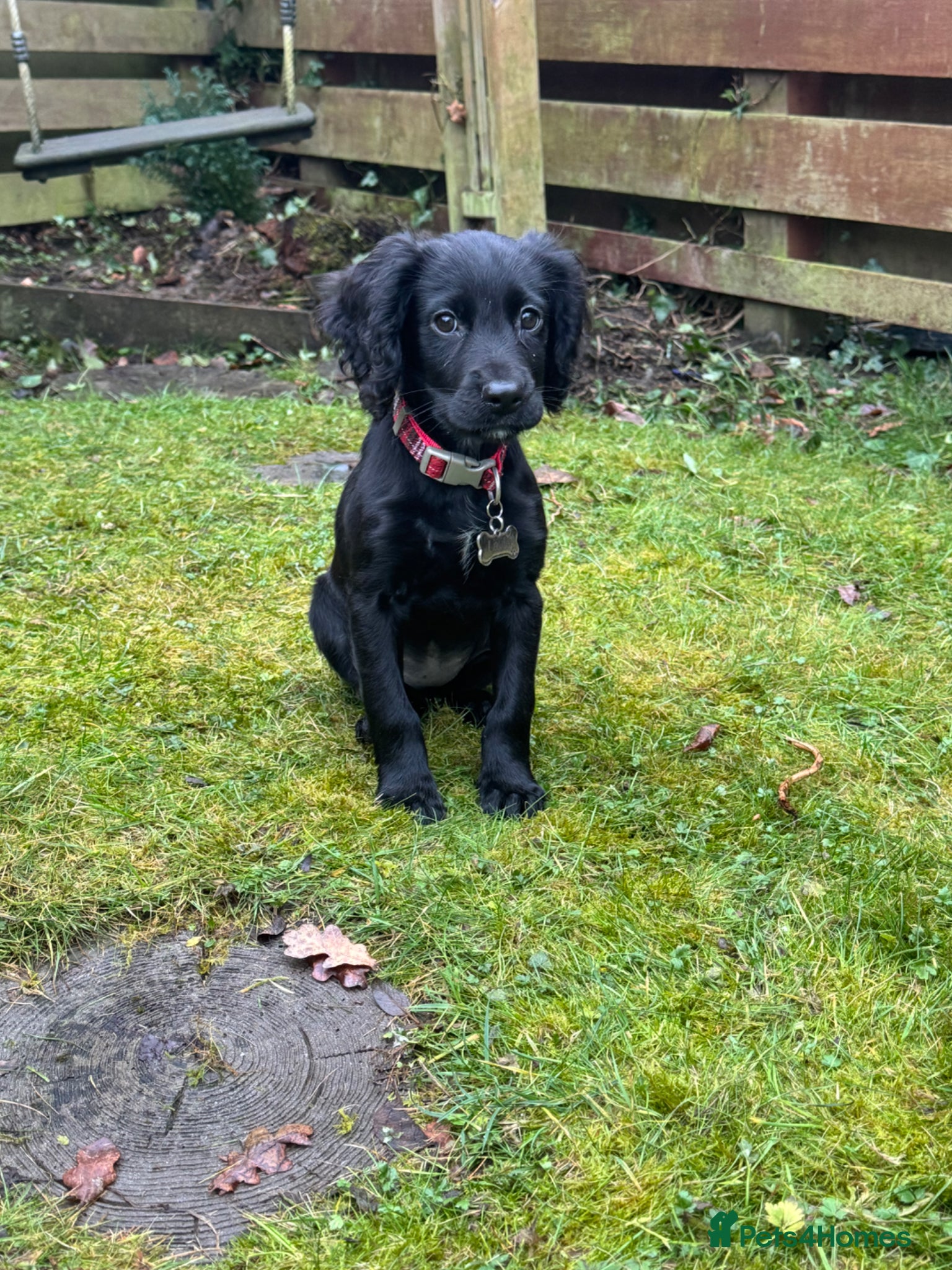 Cocker Spaniel dogs KC registered female cocker spaniel - Advert 6