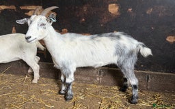 Goats livestock for sale: Nanny Boer goats for sale  - Image 8