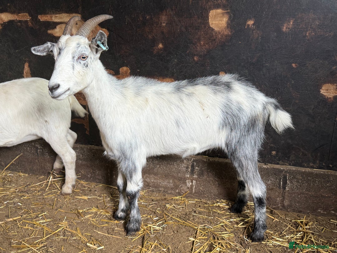Goats livestock for sale: Nanny Boer goats for sale  - Image 8