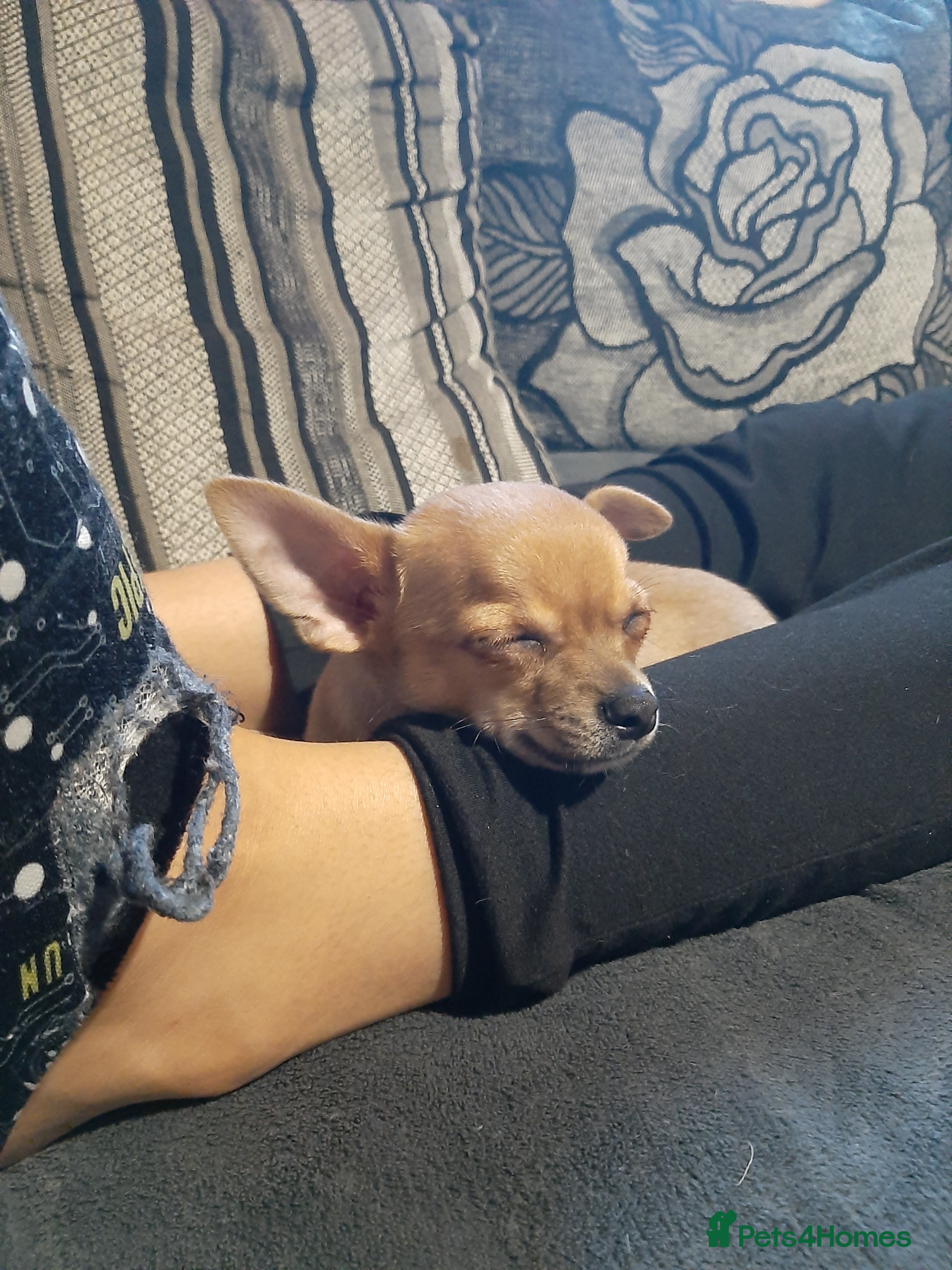 Chihuahua dogs May have a new home. - Advert 18