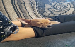 Chihuahua dogs for sale: Chihuahua for sale - Image 4