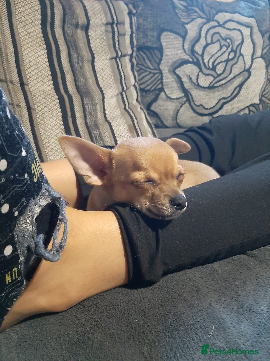 Chihuahua dogs for sale: Chihuahua for sale - Image 4