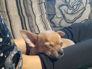 Chihuahua dogs Pedigree chihuahua pup. £650 - Advert 18
