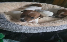 Jack Russell dogs for sale: Jack Russel puppies - Image 5