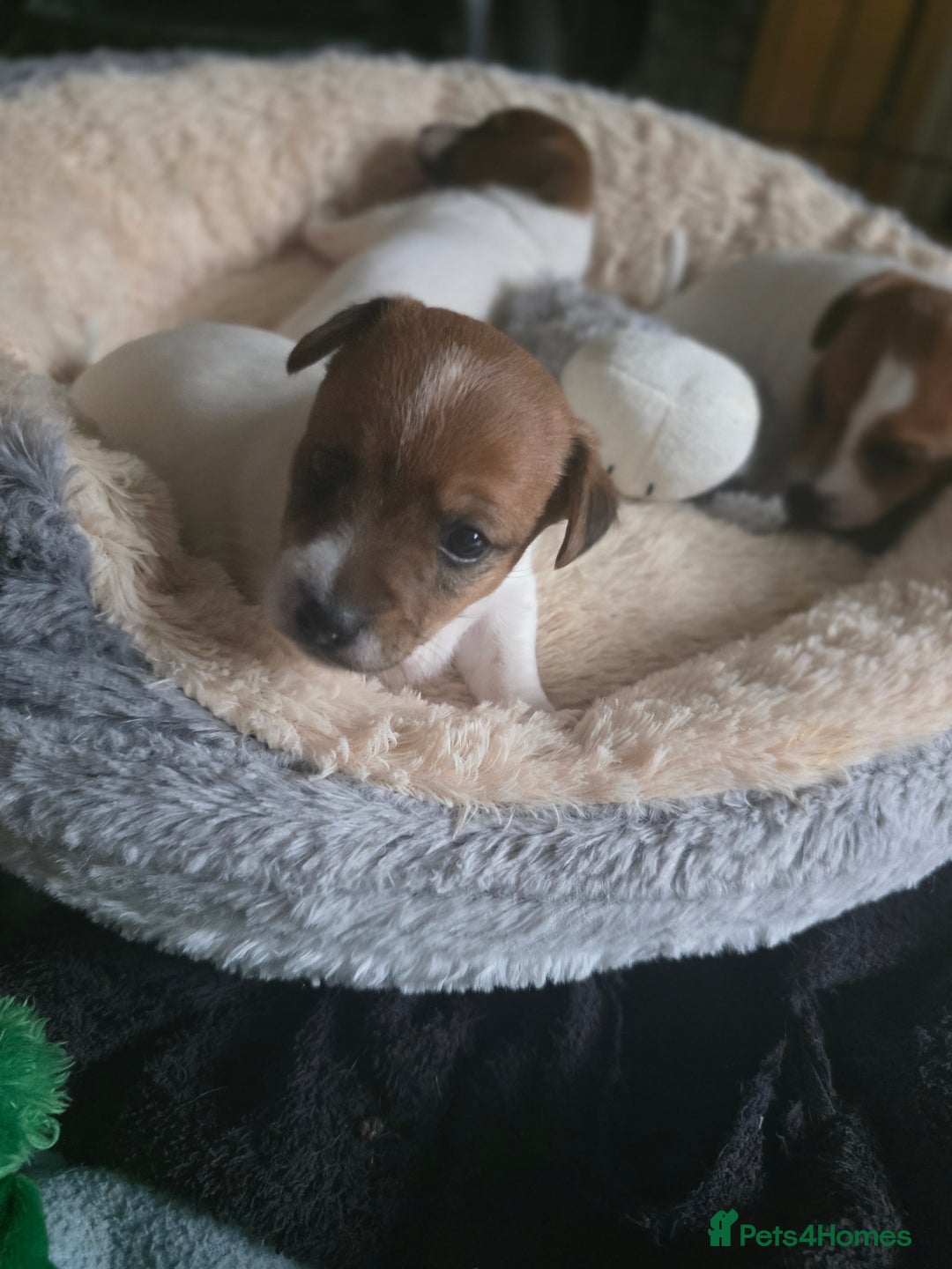 Jack Russell dogs for sale: Jack Russel puppies - Image 5