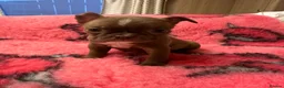 Boston Terrier dogs for sale: KC Registered Boston Terrier pups  - Advert 26