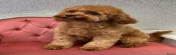Cavapoo dogs for sale: F1b Deep Red curly coat toy Cavapoo pups 🐾 - Advert 15