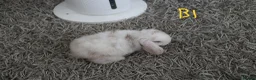 Mini Lop rabbits for sale: Mini Lop babies - Bucks - Advert 4