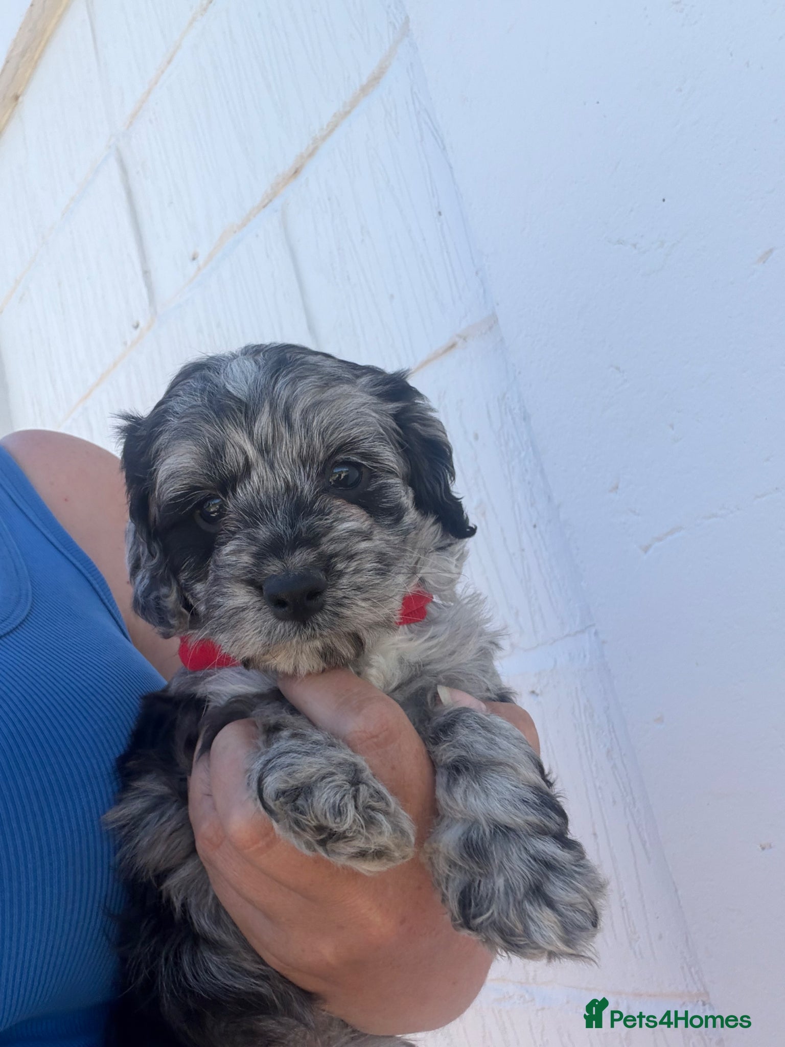 Cockapoo dogs Stunning 😍 Cockapoo F1 puppies for sale  - Advert 2