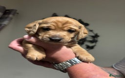Doxiepoo dogs for sale: Doxiepoo f1 - Image 3