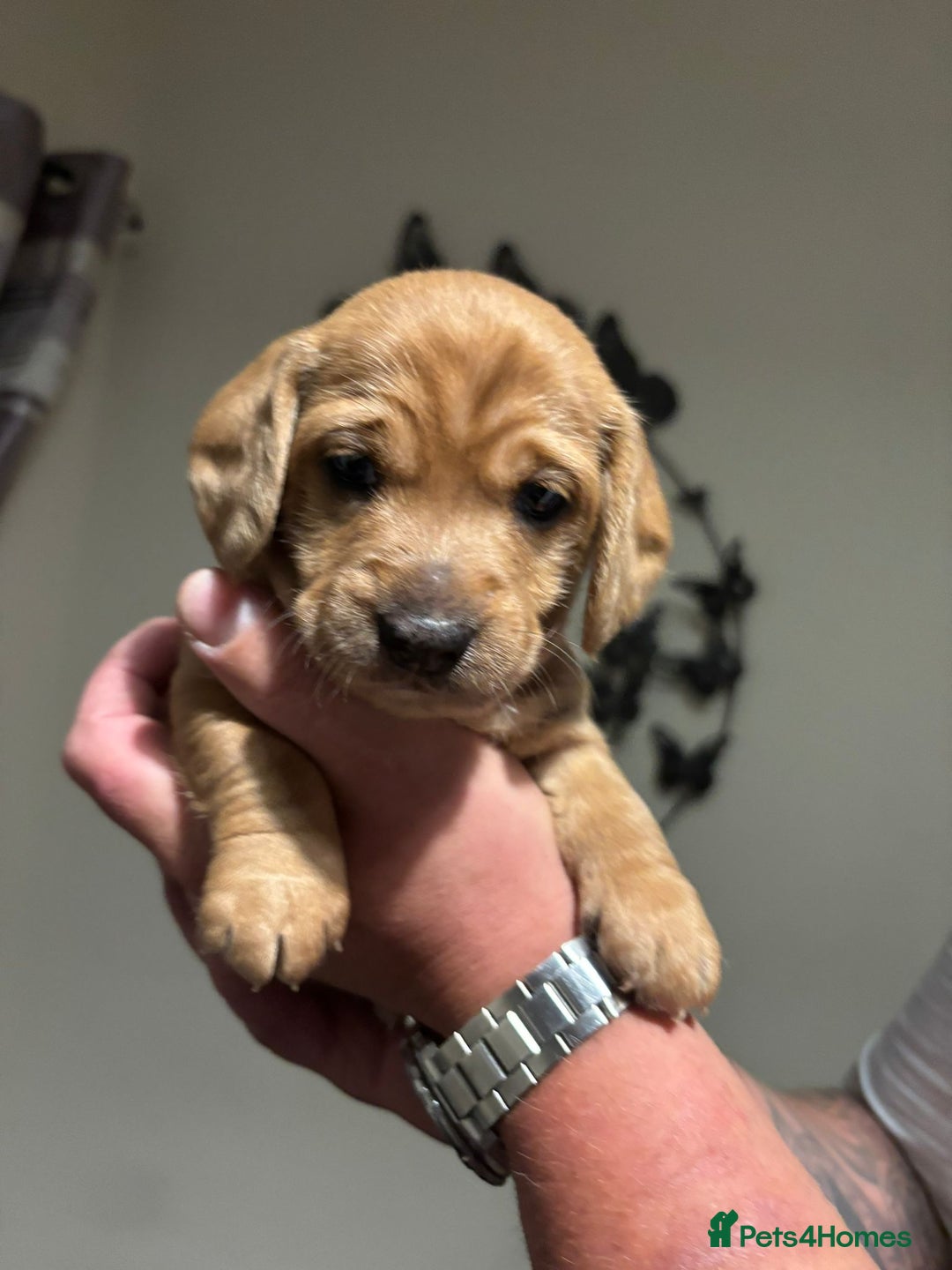 Doxiepoo dogs for sale: Doxiepoo f1 - Image 3