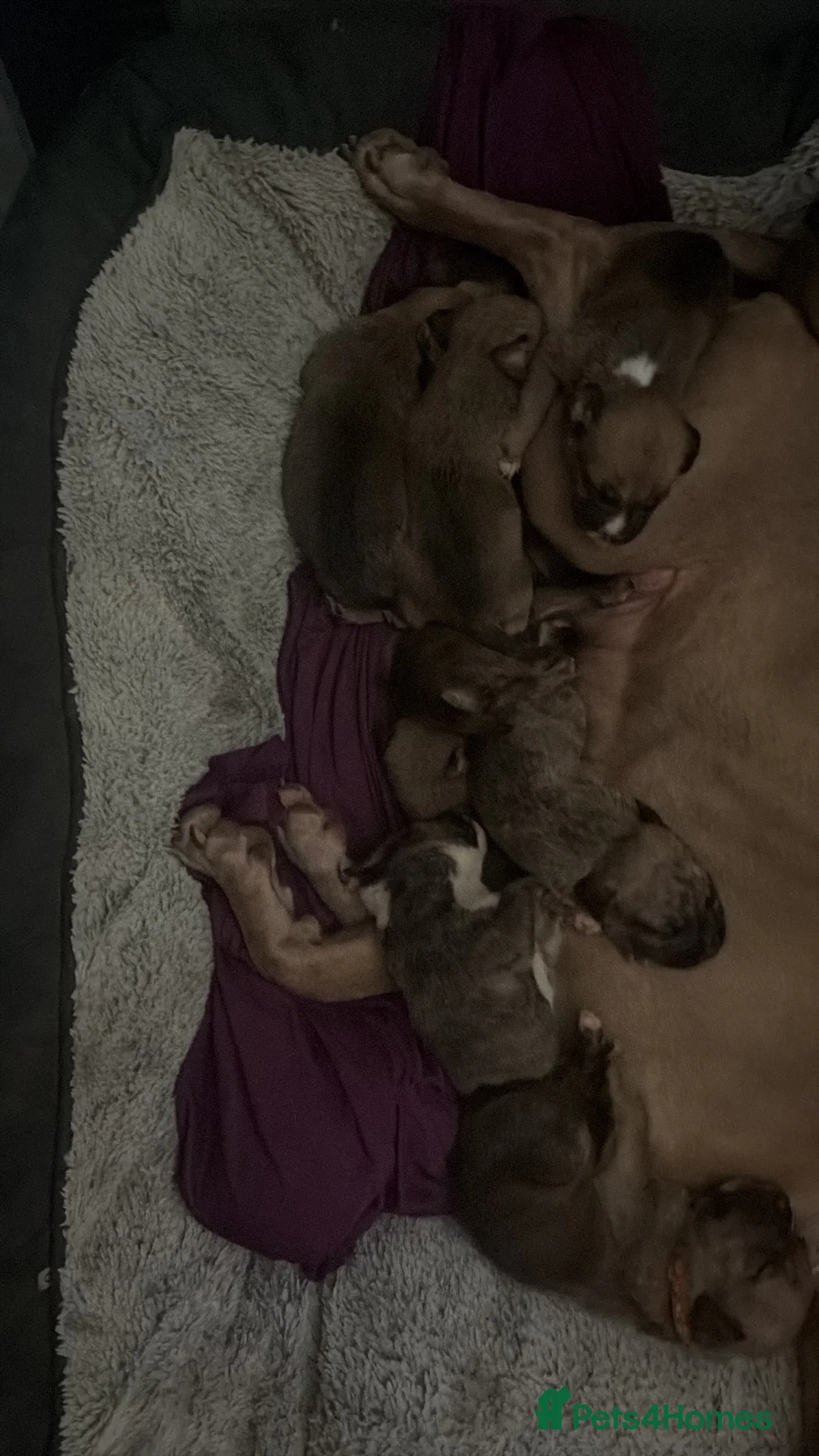 Mixed Breed dogs for sale: Dogs  - Advert 4